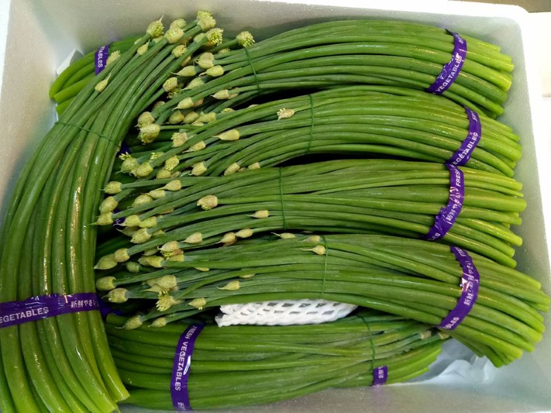 Onion Flower mmm exim