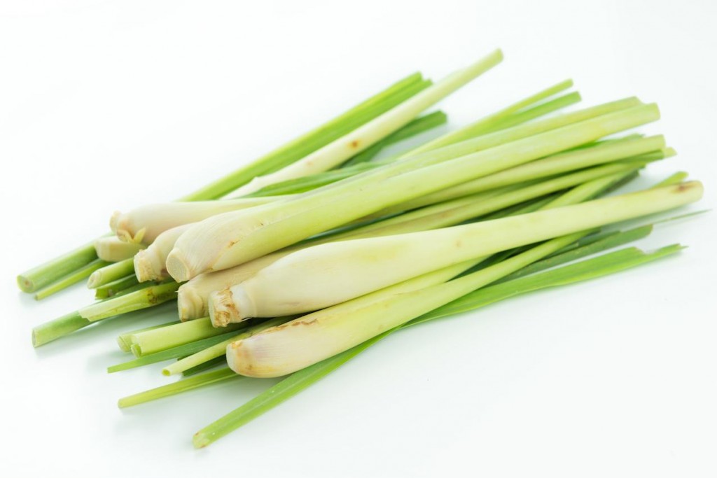 lemon grass 1